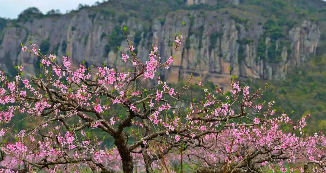 台州藏在深山里的世外桃源,台州家乡春天的美景