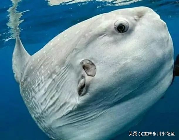 十种最漂亮的观赏鱼视频播放,观赏鱼60条