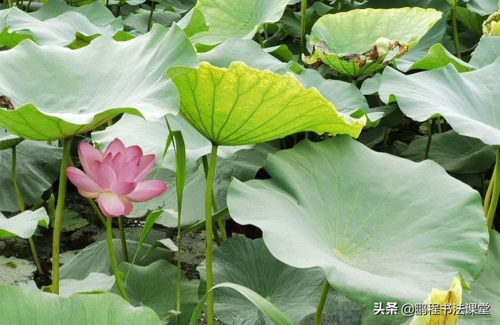 莲池湖公园赏荷花攻略,荷塘月色湿地公园最佳赏荷时间