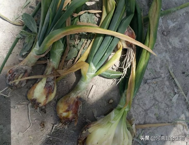 洋葱烂根的治疗方法,洋葱重茬用什么药