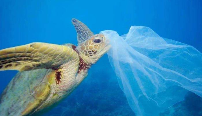 人类胚胎发现塑料,人类胎盘发现微塑料