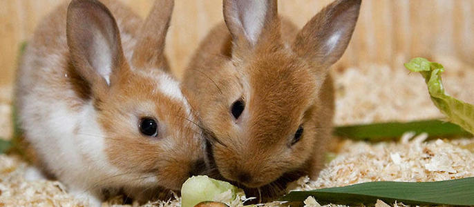 关于兔子有什么迷信吗,兔子误区