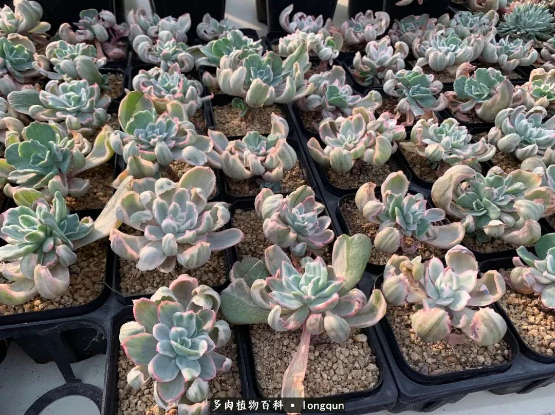 探访韩国肉锥大棚,记一次走访纪录片