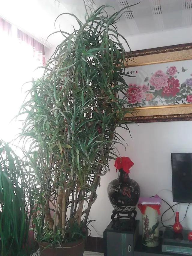 长了二十年的芦荟,龟背竹芦荟