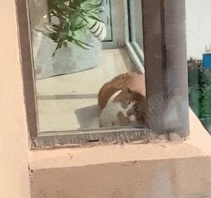 夏天猫咪中暑视频,炎炎夏日猫咪应该怎么安全度过