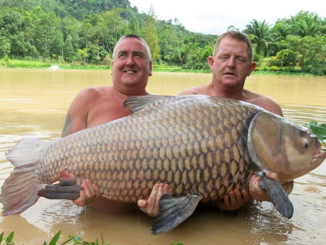 美国肉类过剩,美国猪肉堆积如山原因