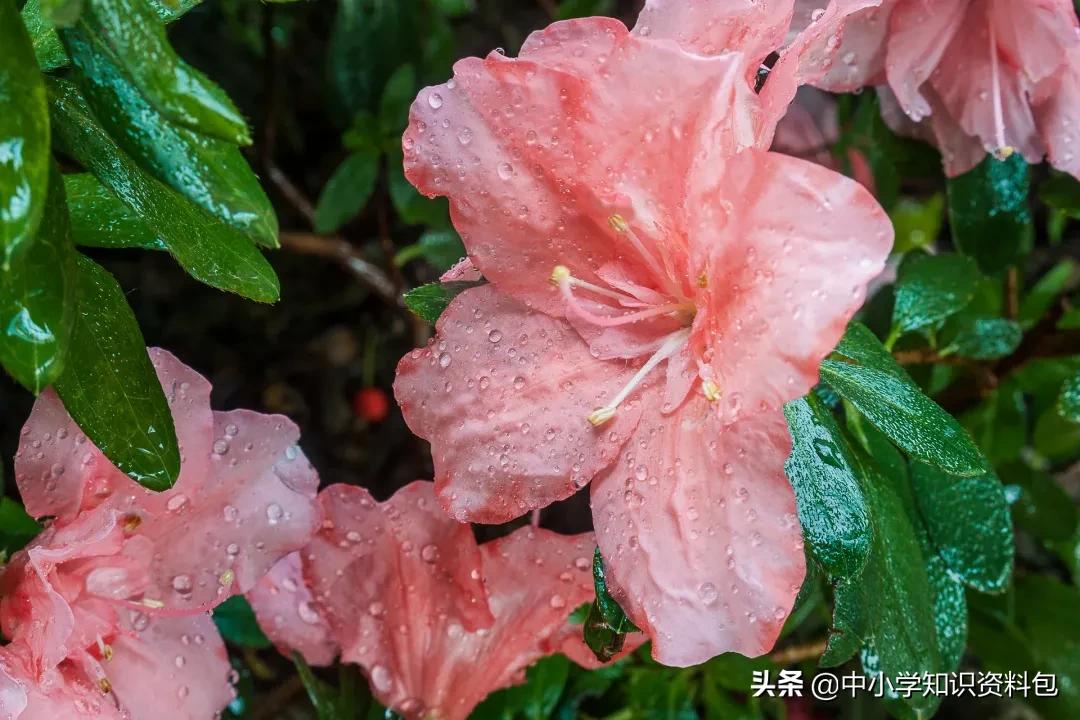 当花遇见诗词每一朵花开都是春天,当花遇上诗词每一朵花开都是春天