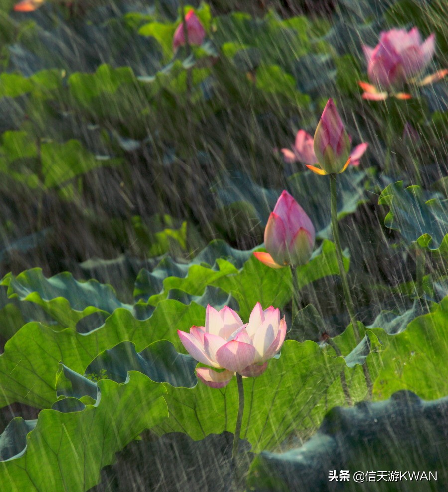 澶忚嚦宸茶嚦鑽疯姳鏅偣 (澶忚嚦宸茶嚦閭ｅ氨蹇樺嵈鐐庣儹鍘昏祻鑺卞惂)