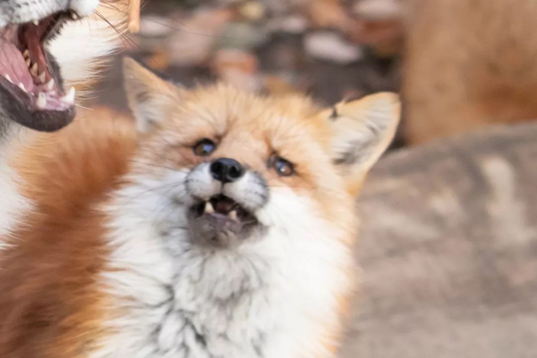 日本这只丧脸小狐狸霸占热搜，吃不到东西的委屈样萌化网友