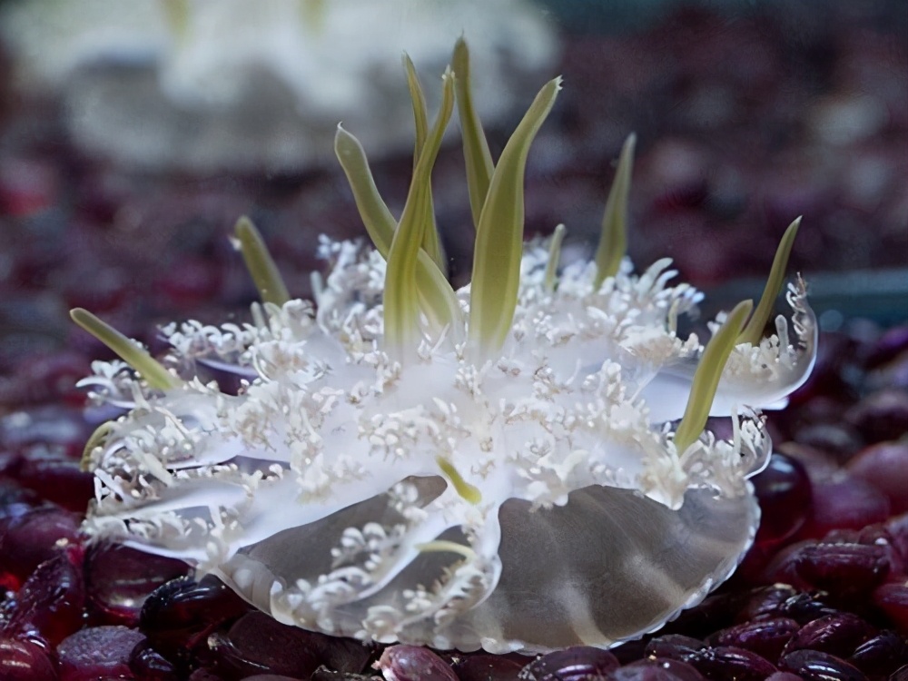 被棕色小点的水母蛰了该怎么办,被北海的小水母蛰了怎么办