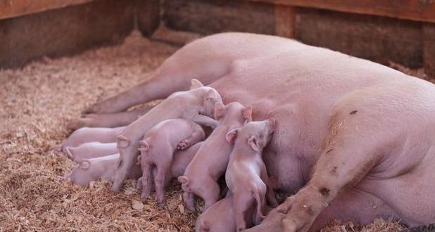 母猪不发情，一杯红糖水，轻松解决大问题