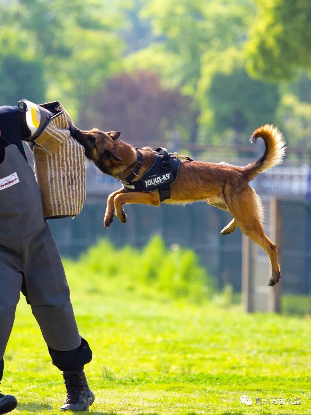 我是一条警犬，我的名字叫马六