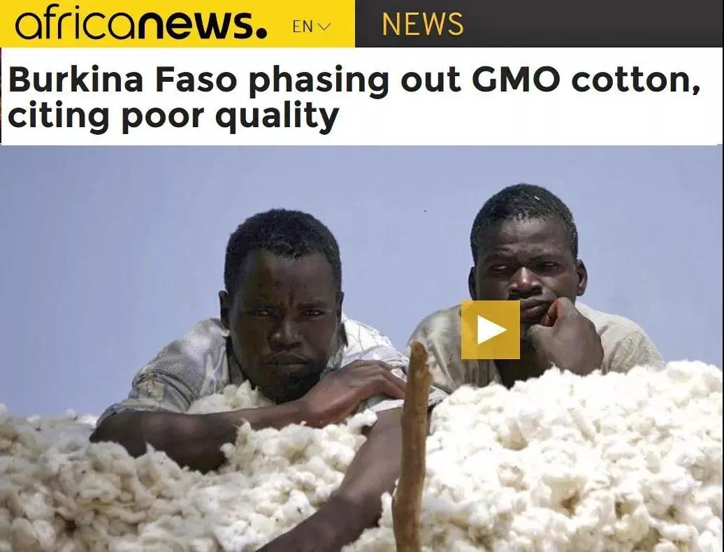 转基因调查纪录片,转基因农作物深度研究报告