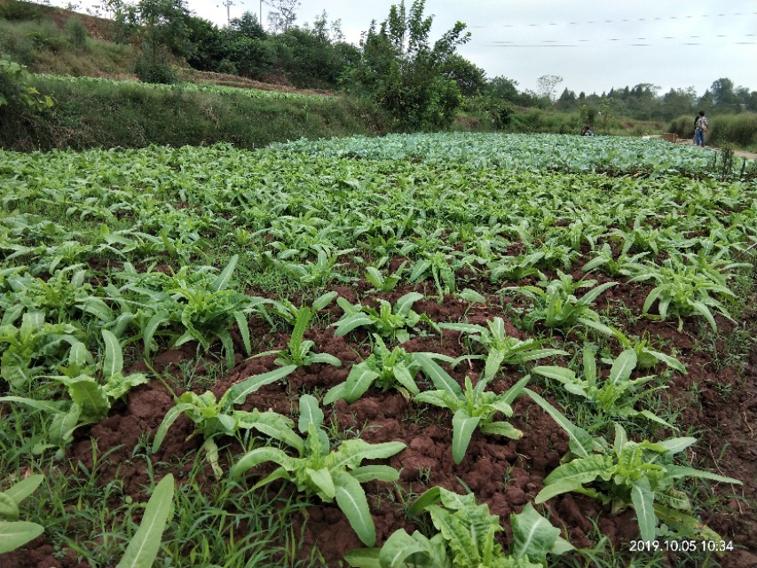 向往田园生活唯美诗句,向往的田园生活的感悟
