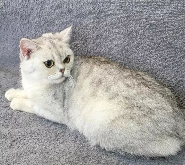 50天英短猫不长是不是生病了,英短猫容易得什么病