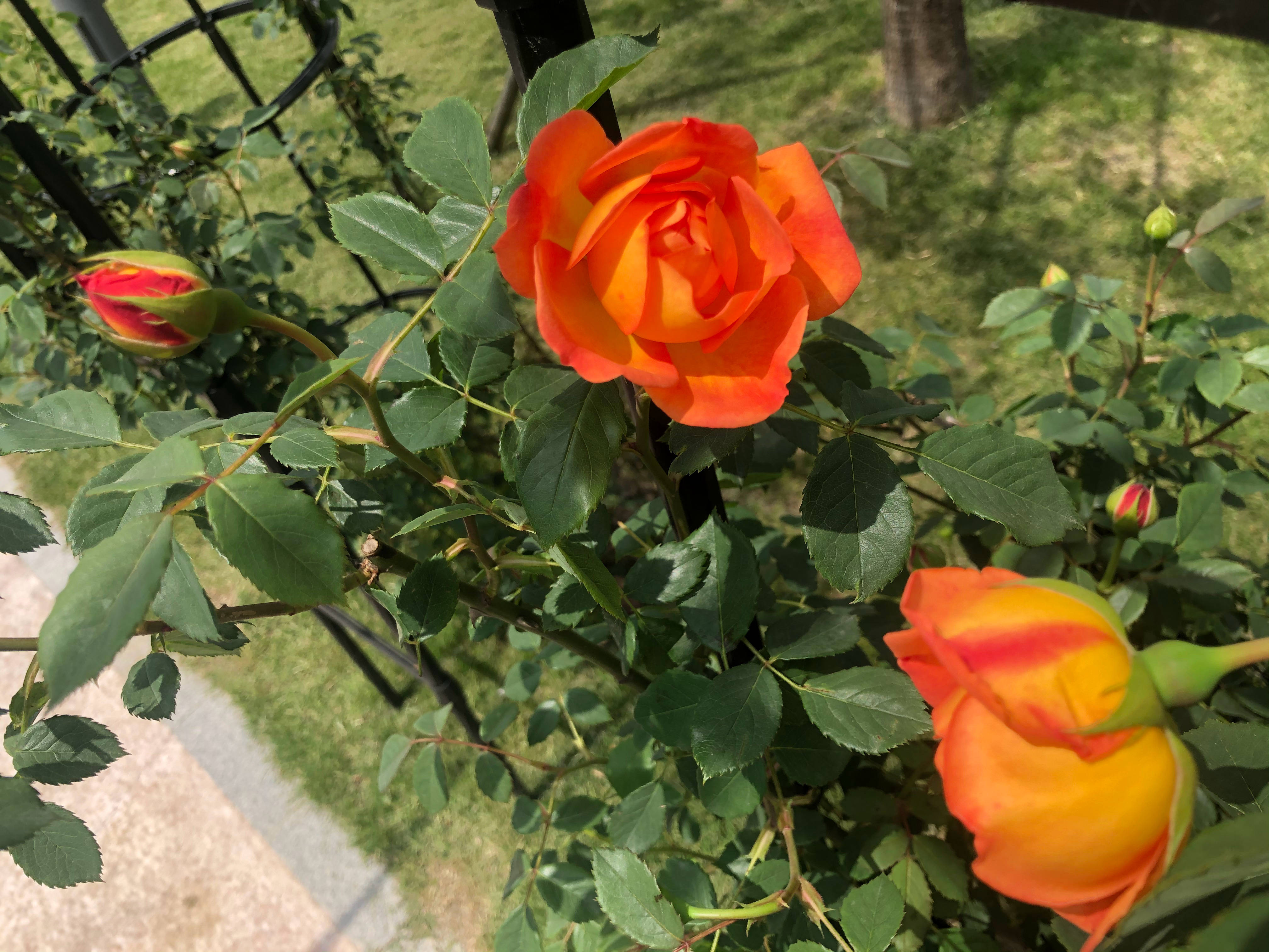 张馨予白头发,张馨予长发回归