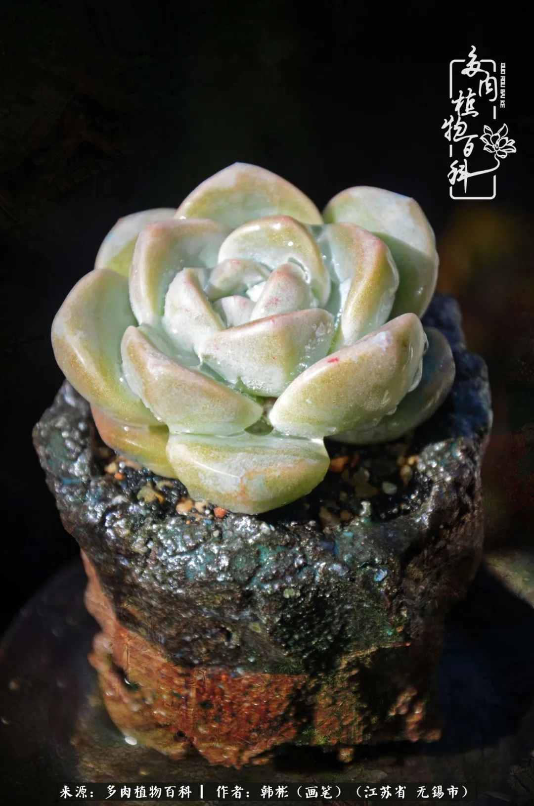 听音乐赏多肉,听音乐赏花赏美景