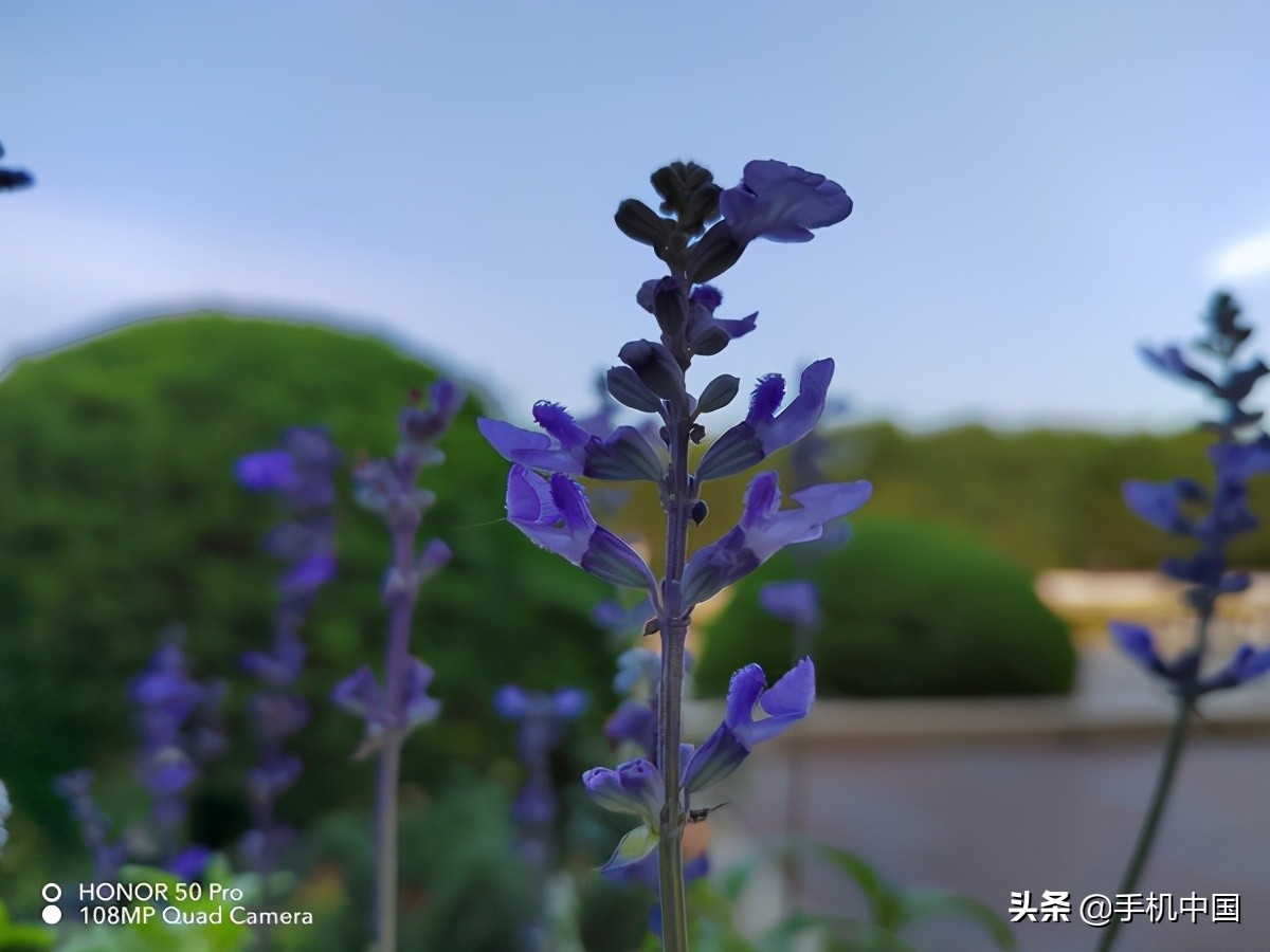 荣耀50pro视频评测,荣耀50pro静态展示