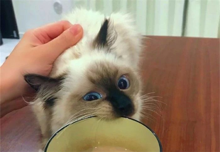 用百合花帮爱猫发情?母猫却因此出现肾衰竭,需知此为“毒花”