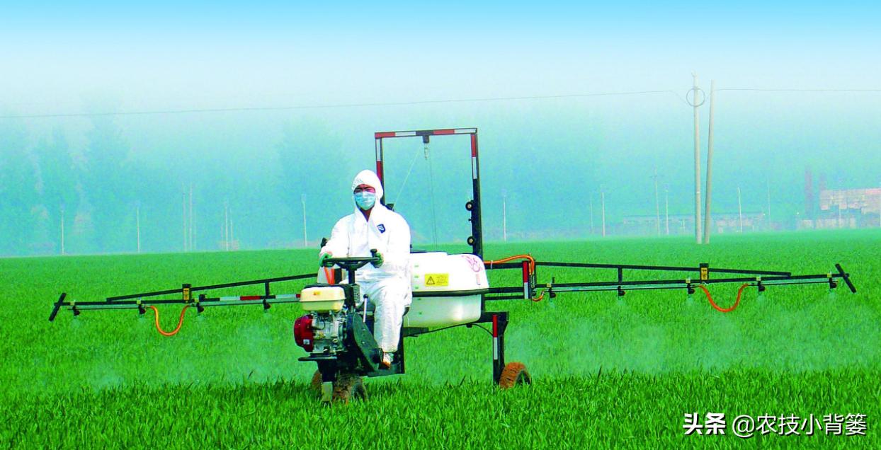 肥害后可以喷施叶面肥吗,喷叶面肥出现肥害怎么办