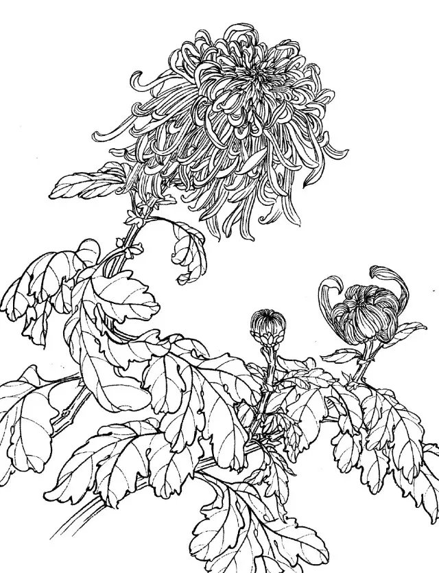 如何画菊花小写意步骤,菊花各种姿态写意画法