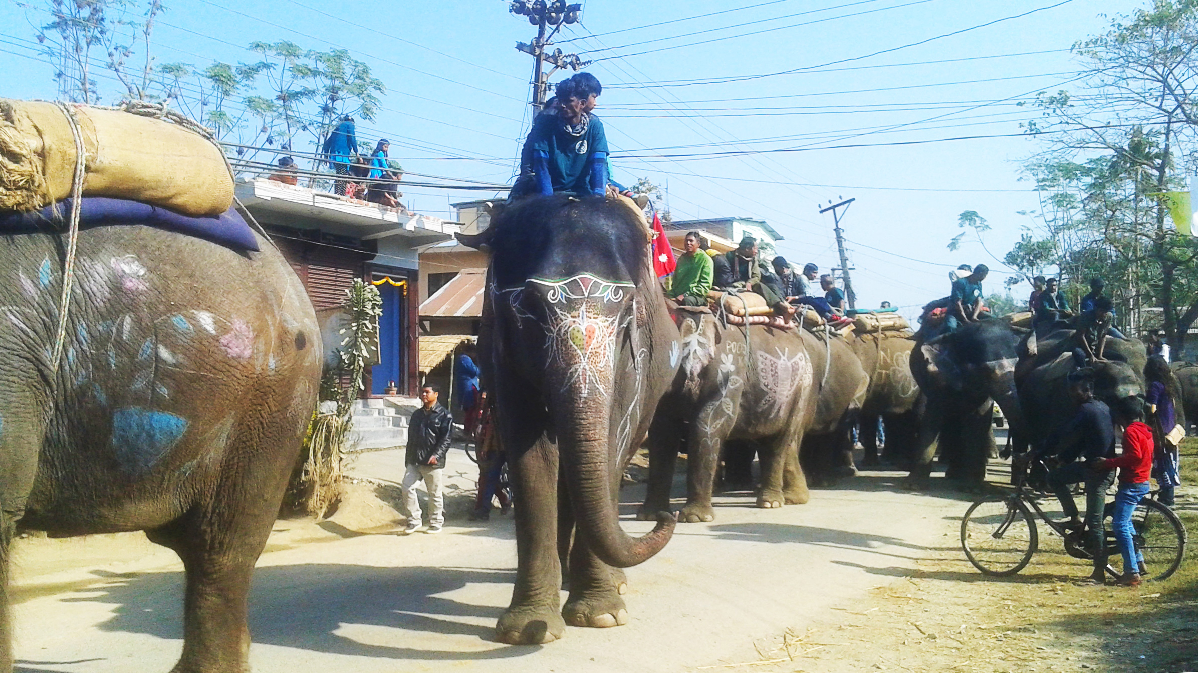 大象足球大赛,大象足球赛