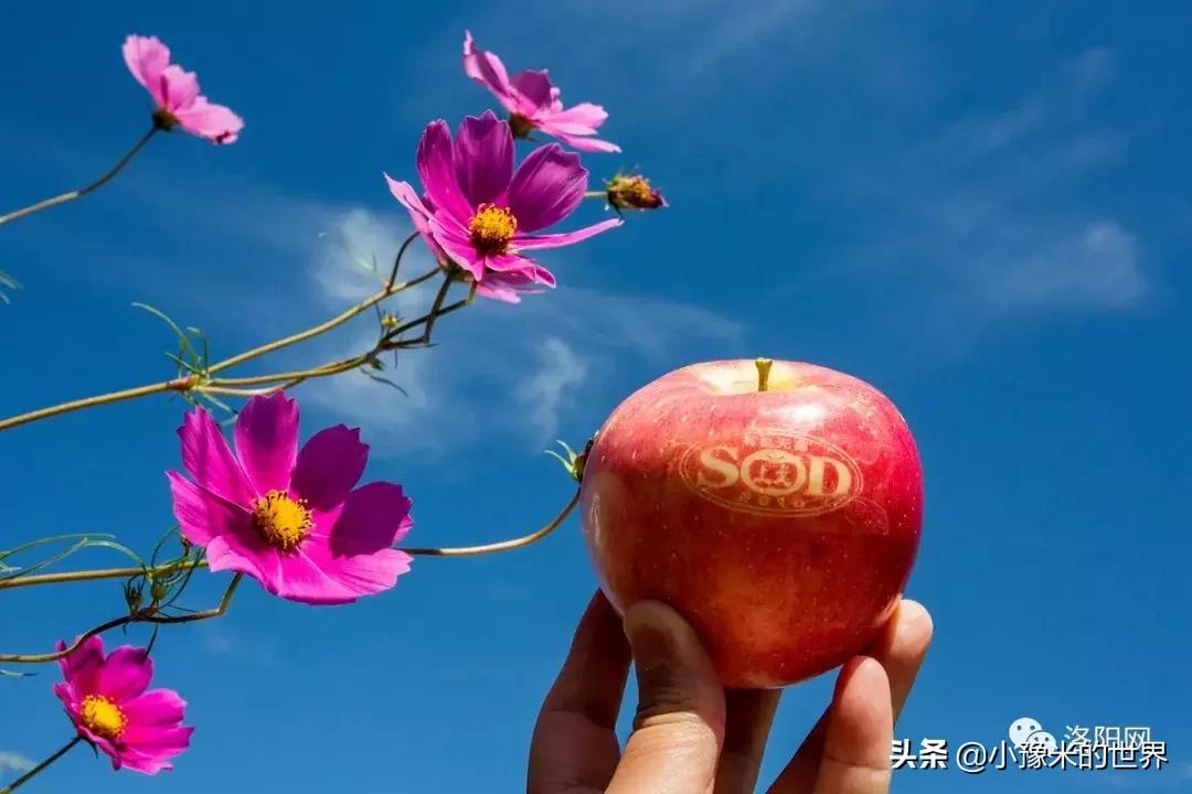 河南洛阳发布最新通知,洛阳牡丹花会向全世界发出邀请