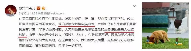 猫咪肥厚型心肌病怎么预防,猫肥厚型心肌病b超诊断