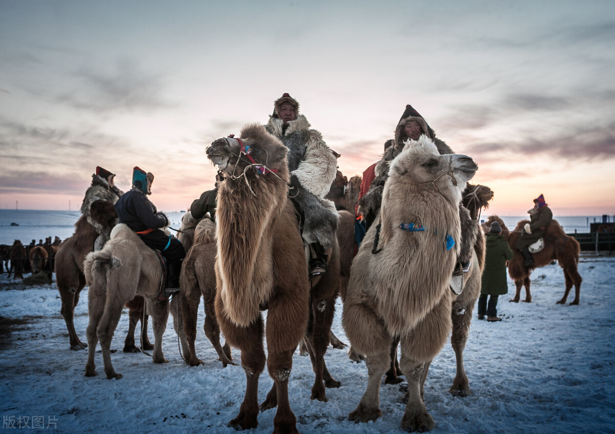 1992西藏砖茶,新疆的砖茶是什么茶