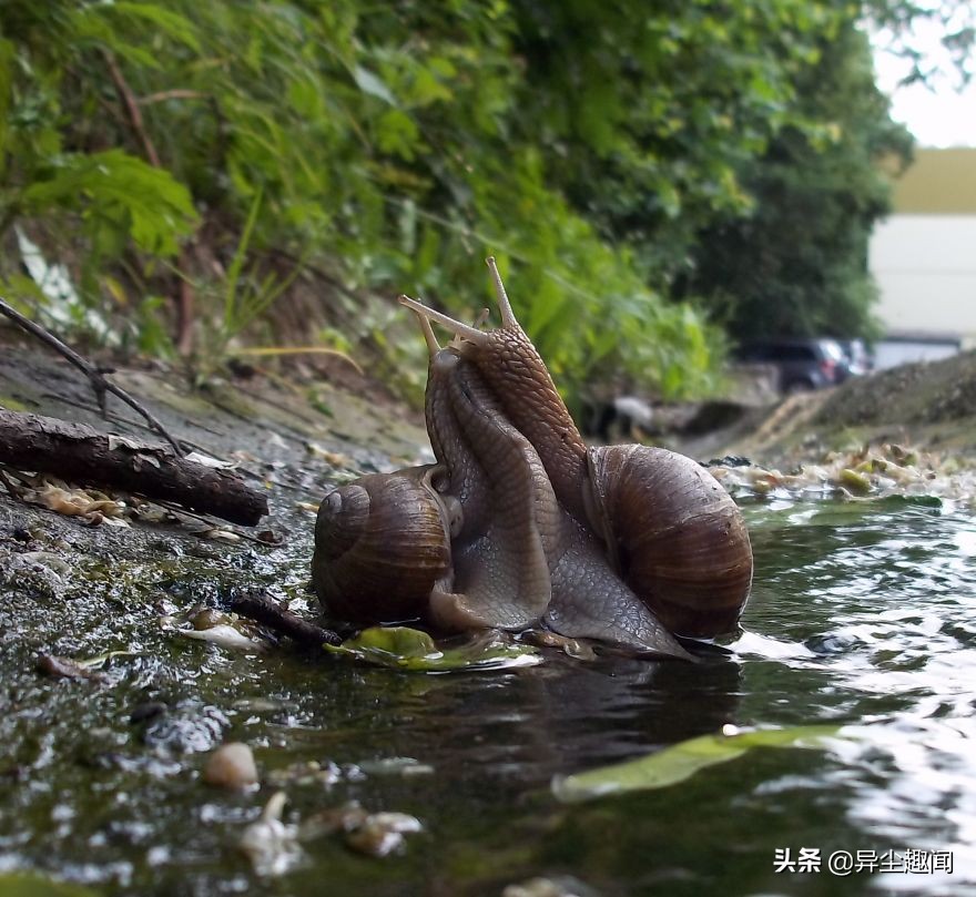 最漂亮的蜗牛图片,100幅蜗牛图片