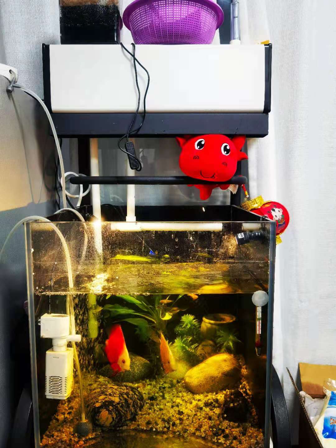 自己改造一体缸,40方缸原生缸用什么过滤好