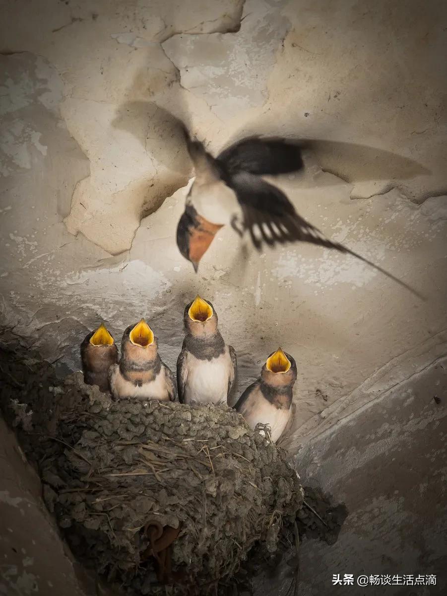 两鸟进家门寓意着什么,哪种鸟吉祥哪种鸟不吉祥