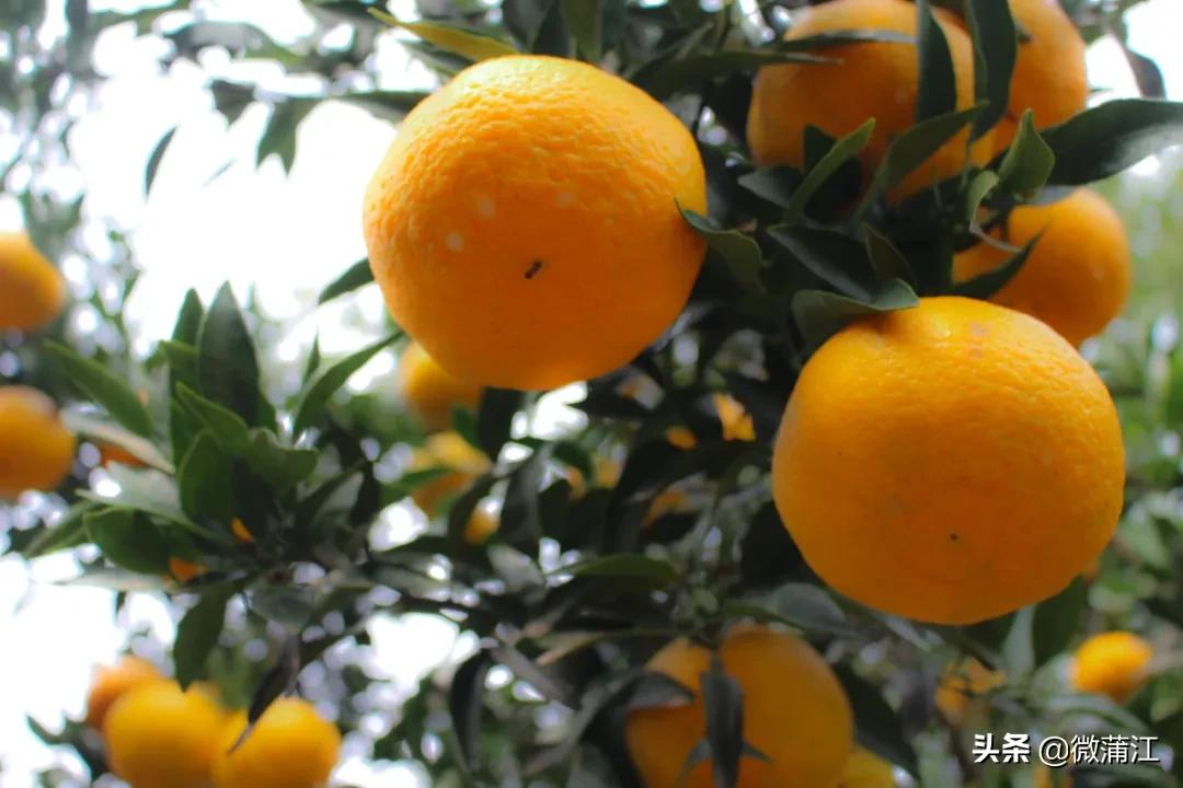 邂逅初冬的西湖,邂逅初冬的美妙韵味