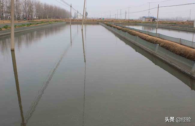 巫溪网箱养殖泥鳅培育,网箱泥鳅养殖技术视频