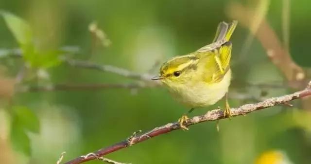 柳莺饲养知识大全