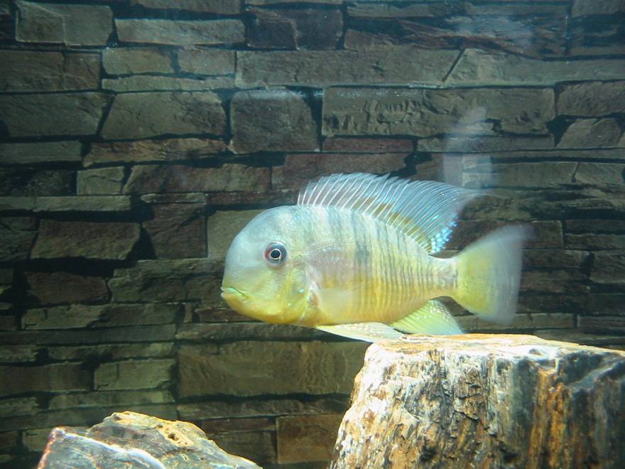 养观赏鱼小知识大全,养观赏鱼知识大全