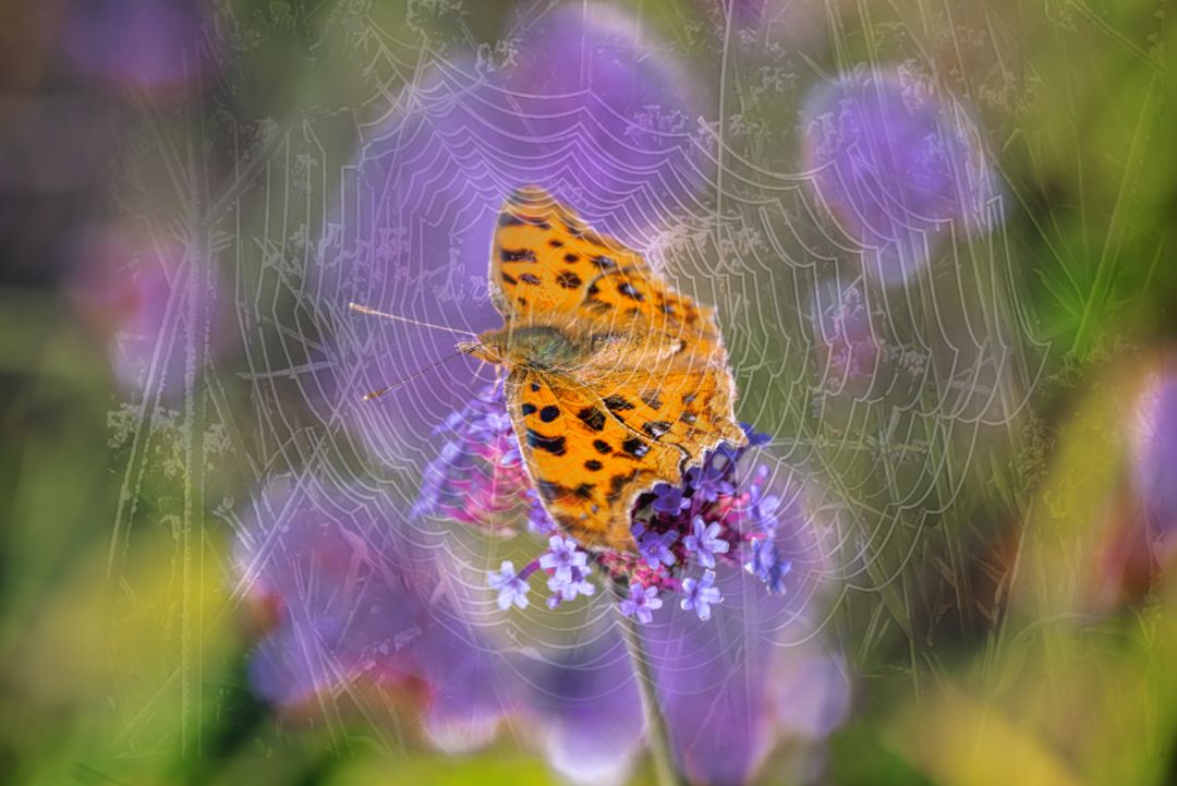 香港第14届全国摄影艺术展,第29届全国摄影艺术展览获奖名单