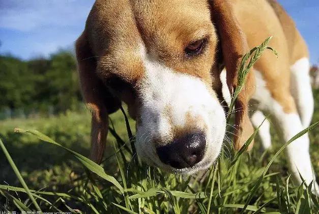 面对狗狗的袭击怎么面对,狗狗吃草怎么解决