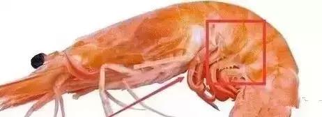 海鲜什么部位能吃什么不能吃讲解,各类海鲜哪个部位不能吃