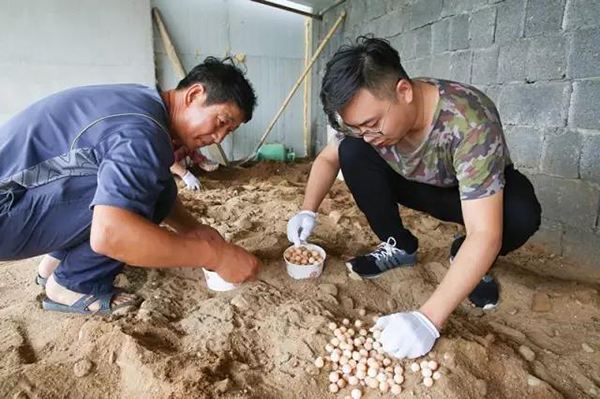 上山甲鱼下山野鸡为什么不能碰,上山甲鱼下山野鸡不能碰什么意思