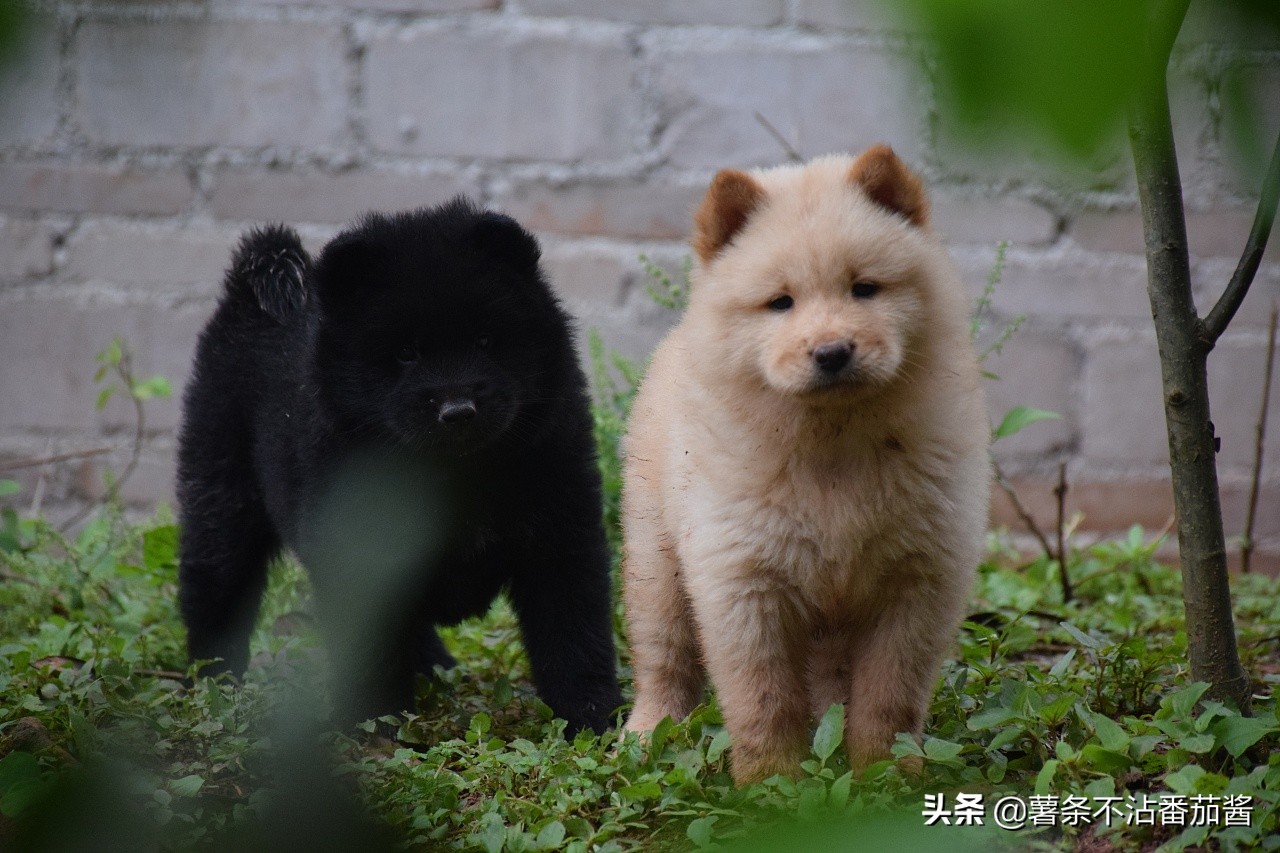 犬文化,犬类科普知识大全