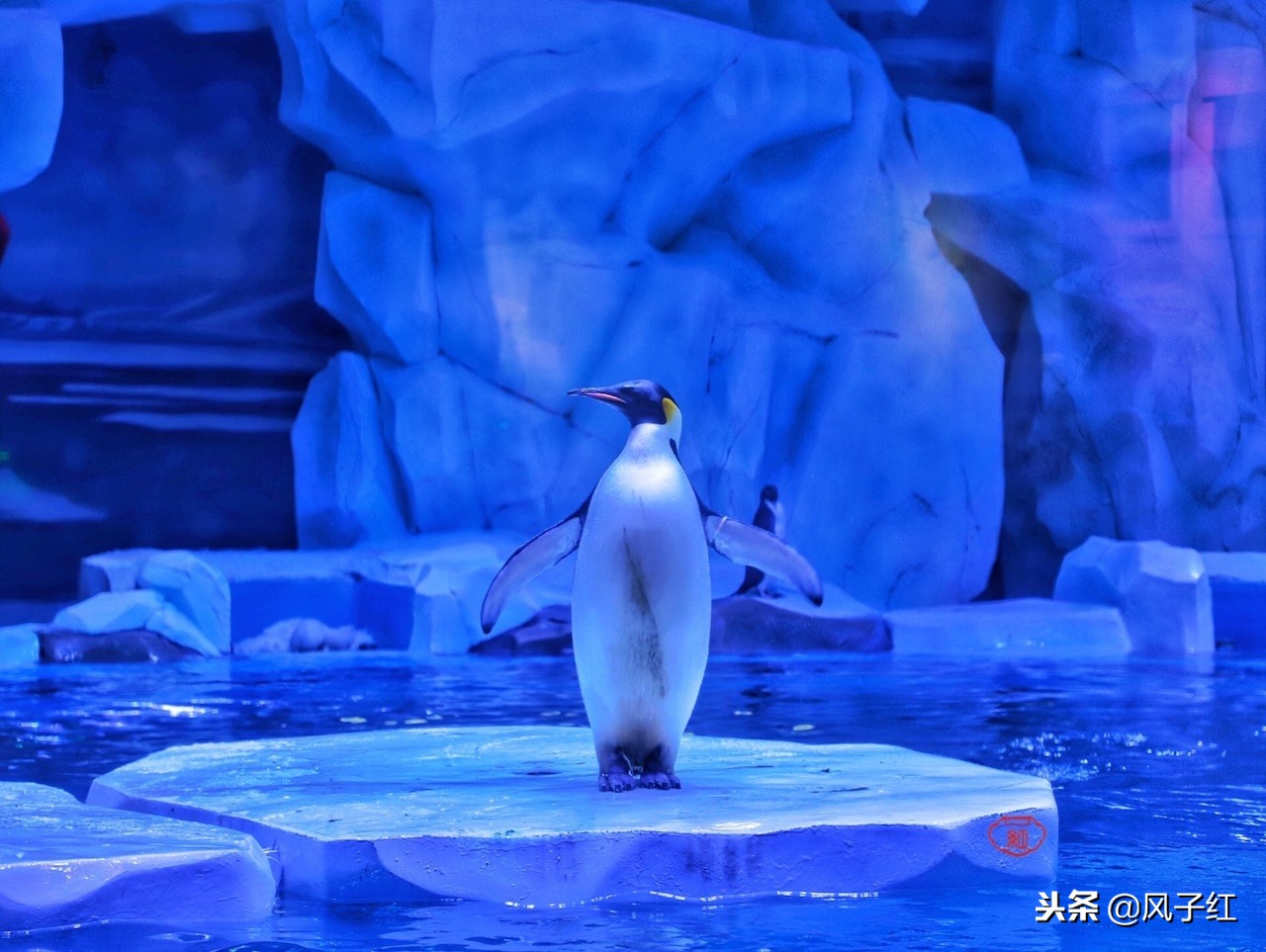 上海新地标丨海昌海洋公园一日游园玩法攻略