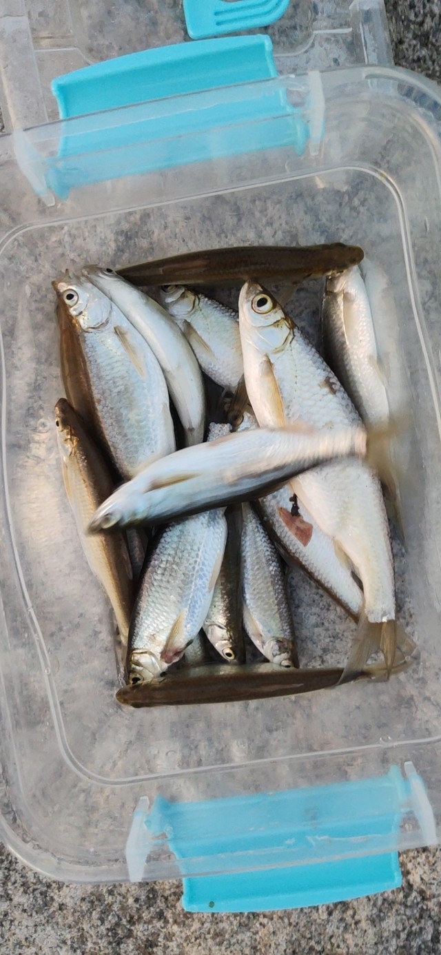 路亚白条冬天马口在浅水还是深水,微物路亚实战钓白条