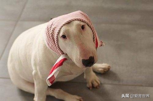 牛头梗咬人视频大全,牛头梗一定会咬人吗