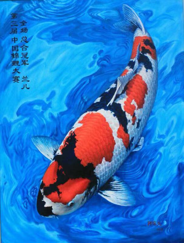 渔友张哥小视频,新鱼缸养锦鲤鱼正确的方法和技巧