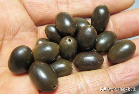 用莲子种的荷花第一年能结藕吗,用莲子盆栽荷花怎么种