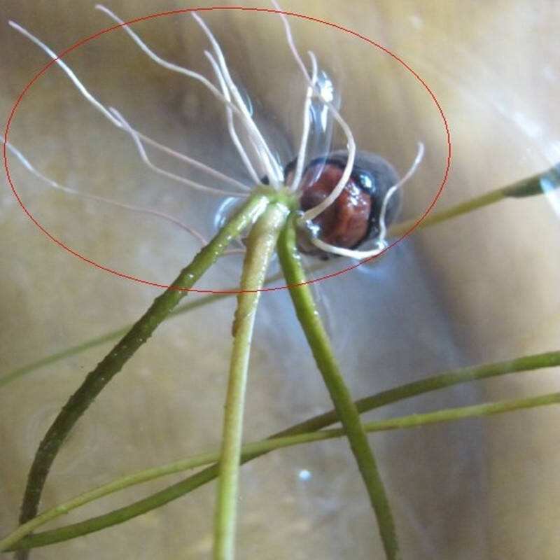 碗莲种子夏天可以种植吗,碗莲夏天开几次花