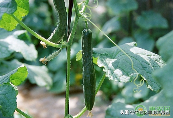 越夏黄瓜苗期病虫害有哪些,黄瓜病虫害细菌性角斑图解