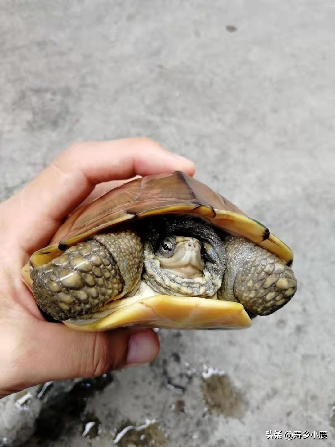 石金钱龟降价原因,石金钱龟的困境