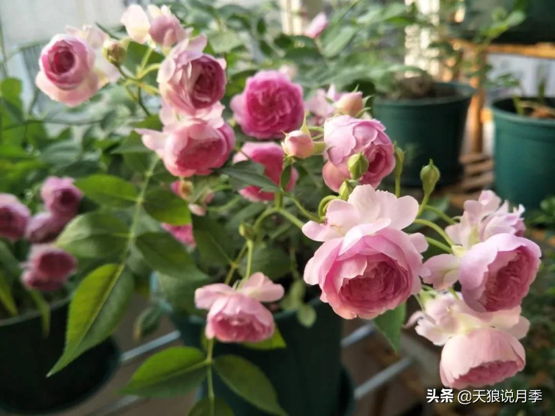 月季花是时候展现真正的技术了 (开春的第一波月季花就这么过去了)